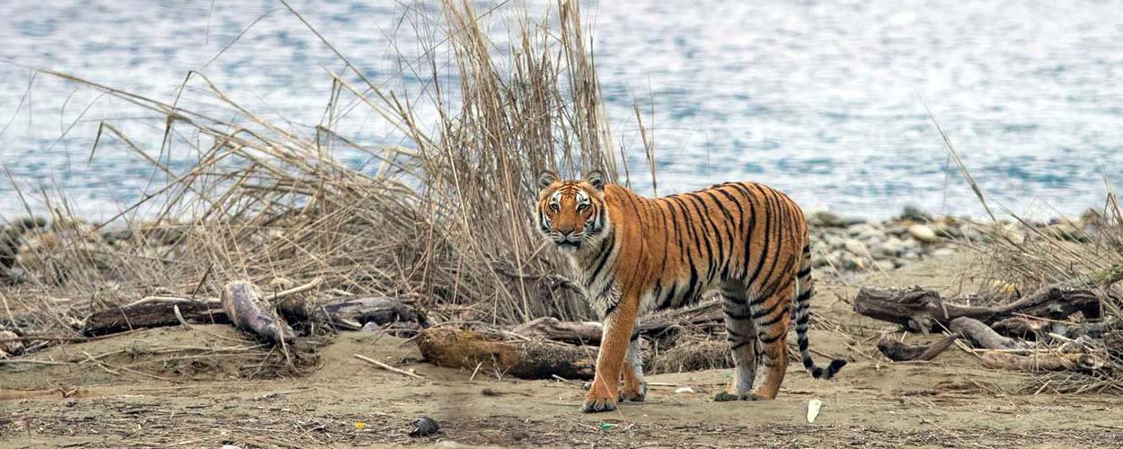 Safari Zones in Jim Corbett National Park