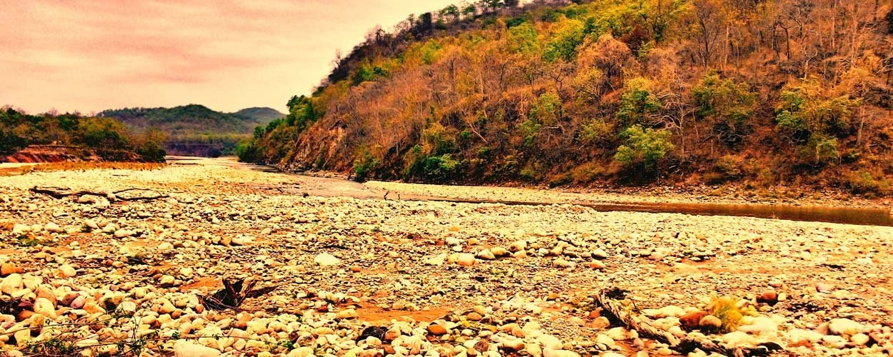 Flora & Fauna in Jim Corbett National Park