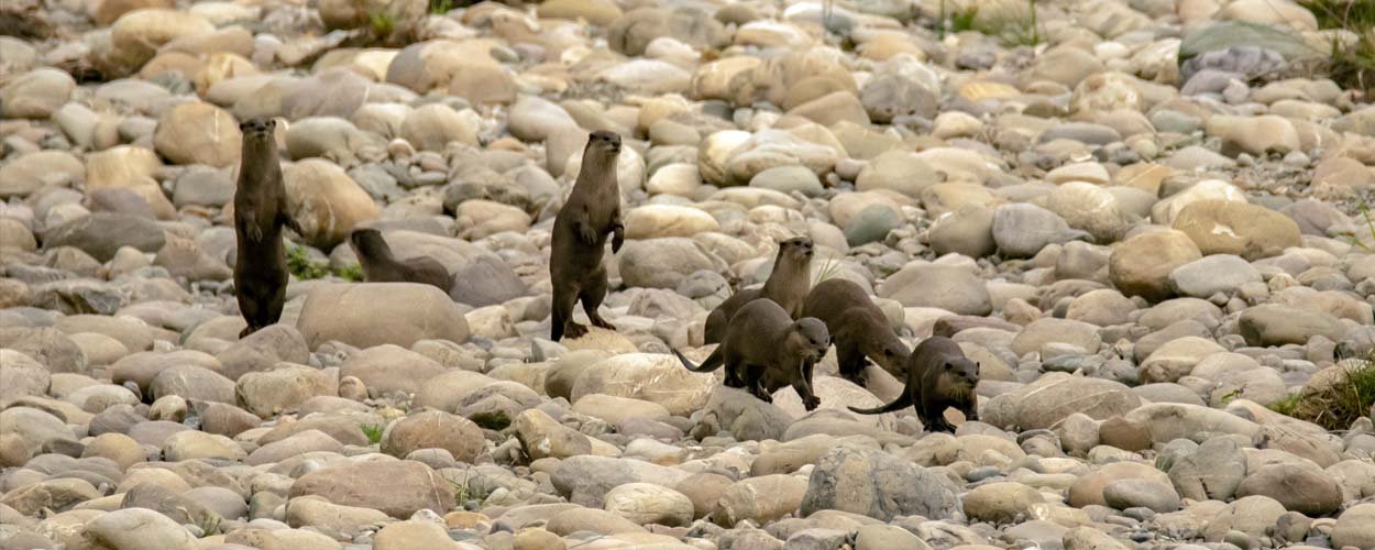 Frequently Asked Questions (FAQs)