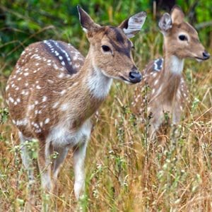 Corbett Weekend Tour