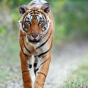 Dhikala Tiger Tracing Tour