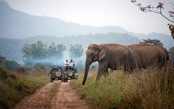 Elephant Safari Enquiry in Jim Corbett National Park